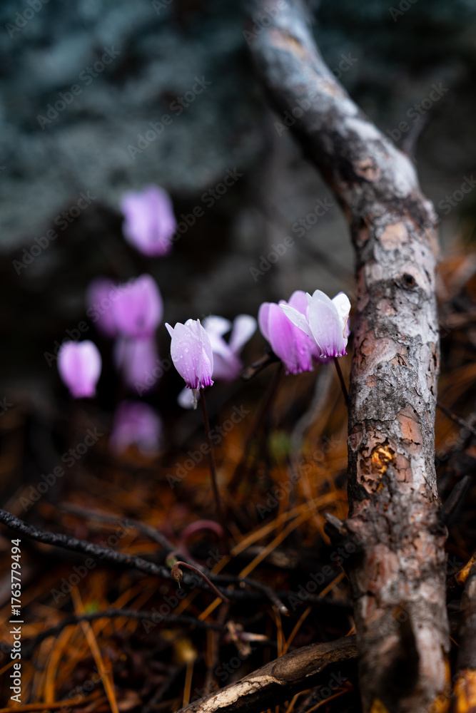 Obraz premium Pink wild cyclamen