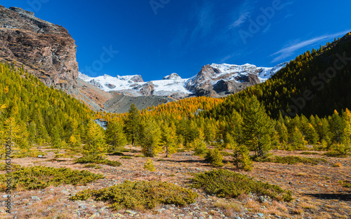 Stunning autumn landscape in Alta Val d'Ayas, Aosta Valley. Scenic view of Monte Rosa glaciers and a rushing mountain stream flowing through golden larch forests under a sunny blue sky in the Alps.