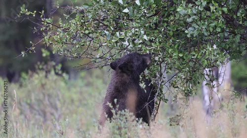 Black Bear Feeding on Berries in Autumn in Wyoming