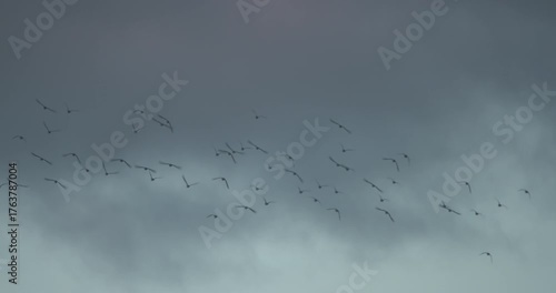 Flock of birds flying together dramatic sunset cloudy sky