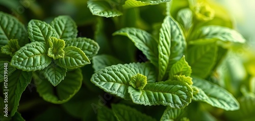 Close-up of fresh mint leaves, hand-drawn style, delicate details, closeup, mint