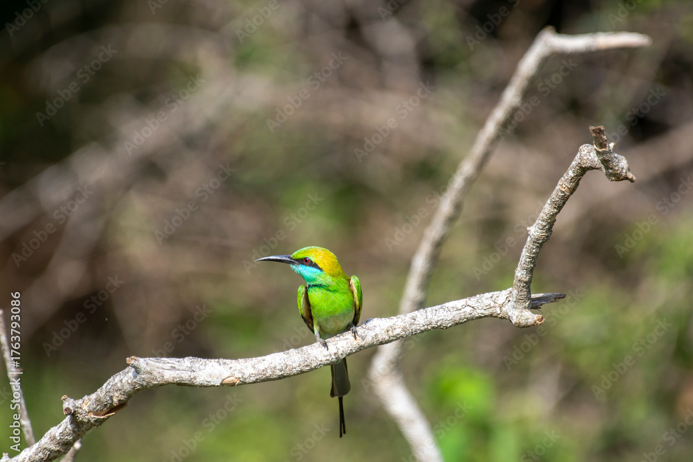 Obraz premium Bee-eaters are small birds with long, slender tails and a blackish, pointed, down-curved beak in various colors.