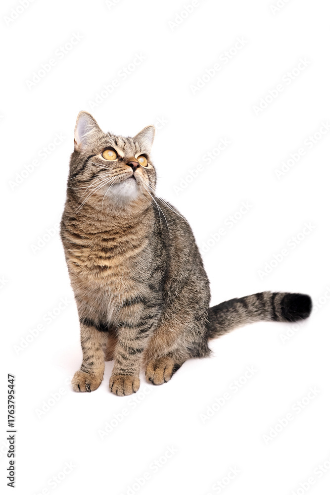 Fototapeta premium Domestic tabby cat with striking golden eyes sits gracefully, gazing upwards, showcasing its beautiful fur pattern and playful demeanor in a bright, minimalistic setting