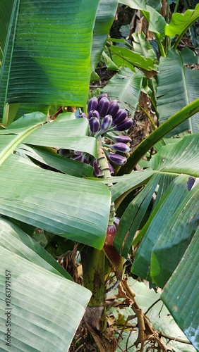 Taiwan Banana tree with purple buds, signaling the arrival of spring