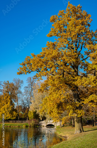 Golden autumn tree in Catherine Park, trees reflected in the water.  Pushkin, Saint Petersburg, Russia