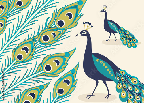 Peacock and feathers background Vector 