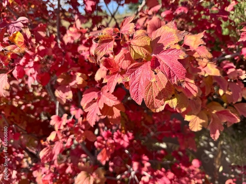 Close-up of Viburnum opulus, also known as Guelder Rose or European Cranberrybush, displaying brilliant red and orange foliage in autumn sunlight. A deciduous shrub native to Europe and Asia, valued f