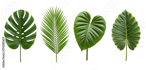 Tropical Leaf Isolated PNG render