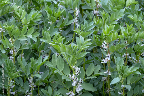 White-black bean flowers (Vicia faba) in the summer garden