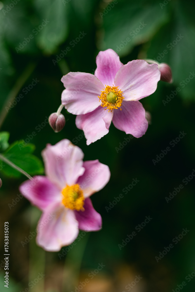 Fototapeta premium Beautiful pink flowers with yellow centers blooming in a garden during spring season