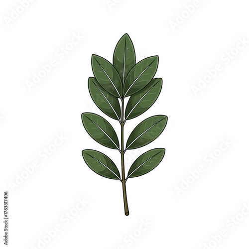 Green foliage branch detail natural organic plant element fresh leafy growth spring season vector