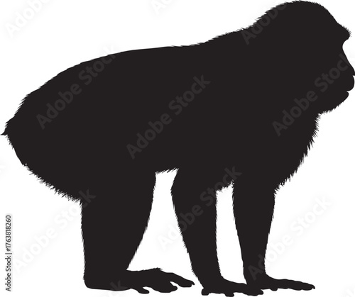 Silhouette of Barbary Macaque Standing Animal Primate Monkey Ape Wildlife Conservation Endangered Species Mammal Isolated Black on White Graphic Design
