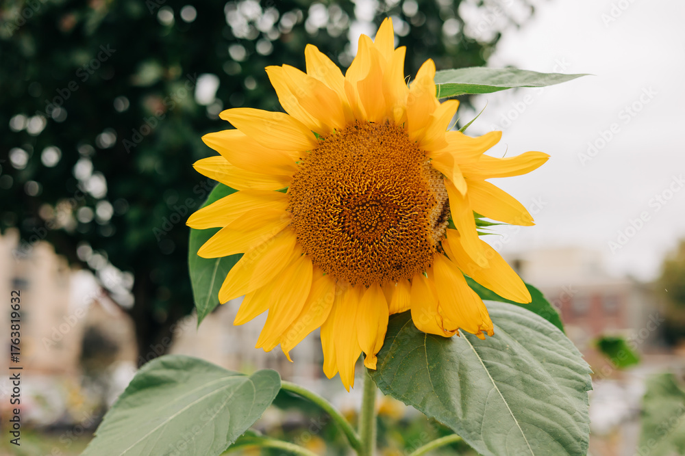 Naklejka premium Bright sunflower blooms in a park setting on an overcast day celebrating nature's beauty