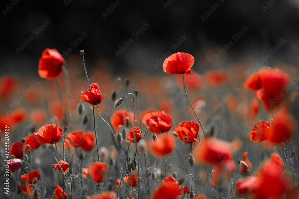 Obraz premium Red poppies in a poppies field. Remembrance or armistice day.