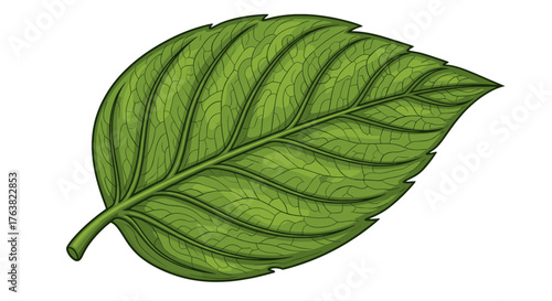 Vector  illustration of a single green leaf with detailed veins and a short stem on a light area