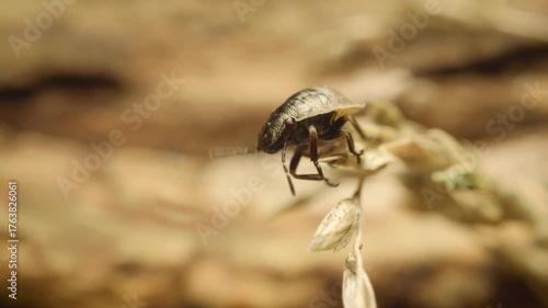 Close-up shot of a tortoise bug nymph (Eurygaster testudinaria) in its natural habitat. This species is a Palearctic shieldbug.Vilnius, Lithuania – October 20, 2025. 