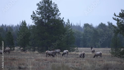 Herd of Elk During the Rut in Autumn in Grand Teton National Park Wyoming