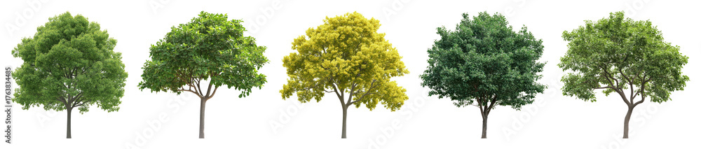 Obraz premium Vibrant diverse trees aligned beautifully