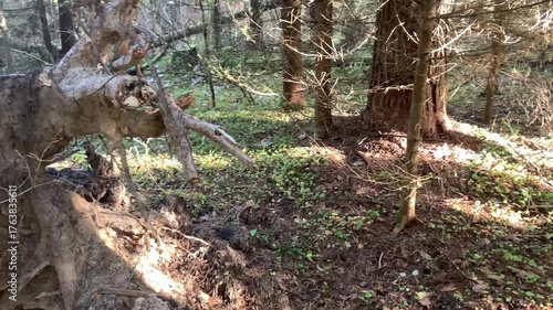 Sunny wild forest. Beautiful untamed nature.