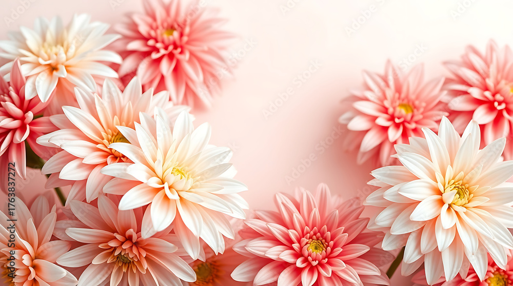 Fototapeta premium Soft Pink and Peach Dahlia Flowers on Pastel Background