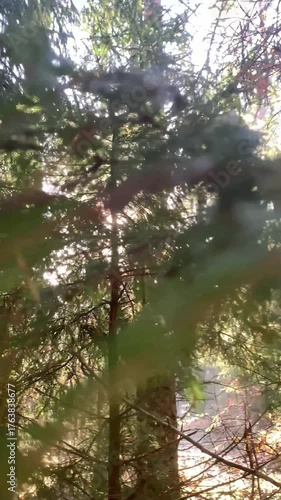 Sunny wild forest. Beautiful untamed nature.