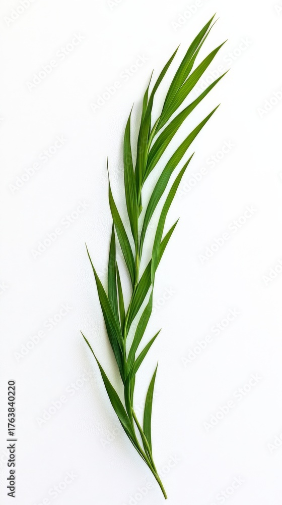 Obraz premium Fresh Green Plant Leaves Arranged on a White Background Showcasing Natural Beauty and Simplicity