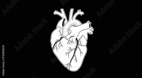 Anatomical illustration of a human heart in black and white, depicting its intricate details against a dark background, perfect for medical or scientific presentations