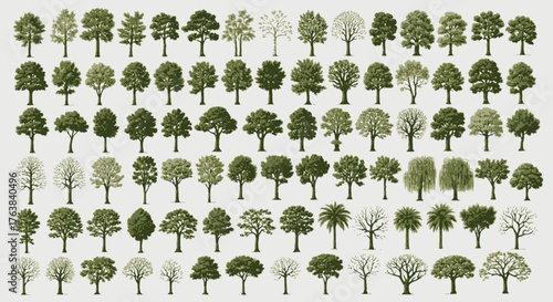 A diverse collection of various green tree illustrations, showing different species and foliage for nature and design projects