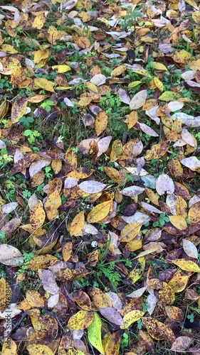 Background of fallen autumn leaves. Beautiful seasonal wilting of nature.