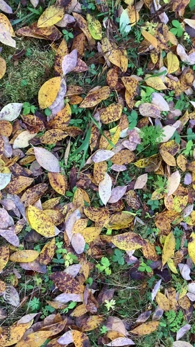 Background of fallen autumn leaves. Beautiful seasonal wilting of nature.