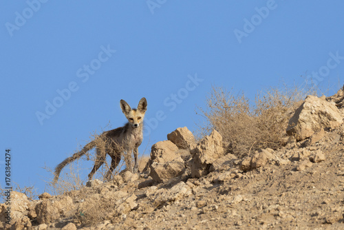 Arabian Red Fox in Kuwait Desert