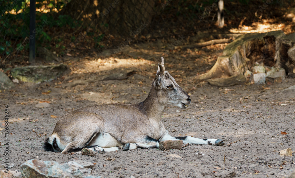 Naklejka premium Resting Markhor Goat on Dirt Ground