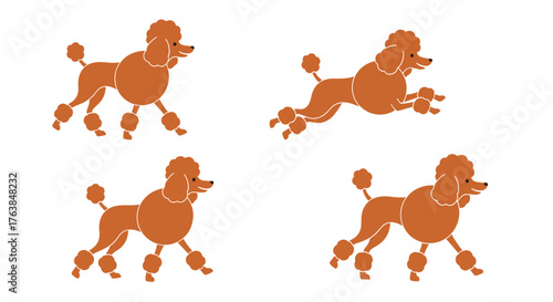 Four brown poodles in different poses on white background.