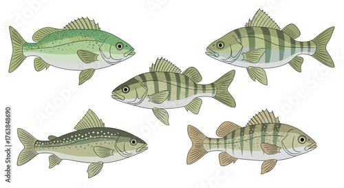 Various fish species swimming in clear water, aquatic life.