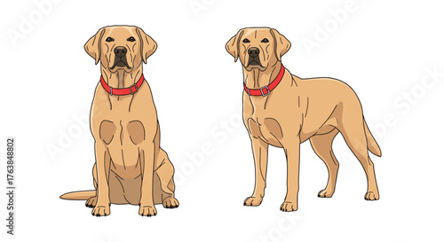 Two Labrador Retrievers in different poses, side by side, looking forward.