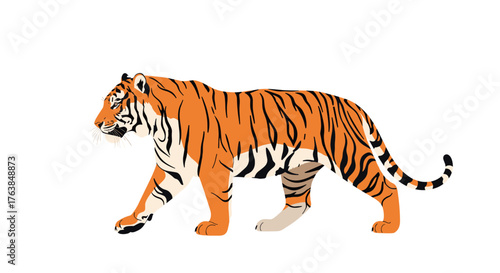 Majestic tiger prowling gracefully across a pristine white background.
