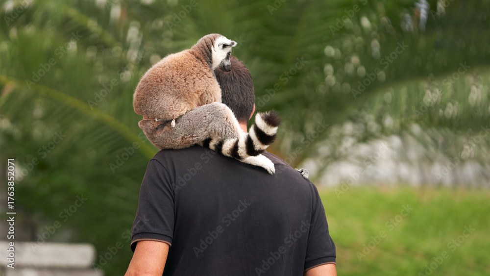 Fototapeta premium A cute ring-tailed lemur rests on a man's shoulder during a walk in the park.