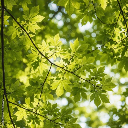 Vibrant green leaves backlit by bright sunlight, creating a beautiful natural canopy in a forest environment