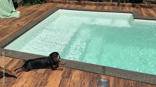 cachorro salsicha relaxa em piscina de casa 