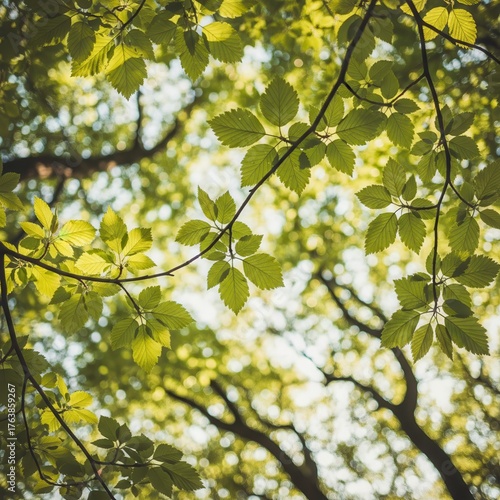 Vibrant green leaves backlit by sunlight in a lush forest canopy a beautiful natural scene reflecting growth and environmental beauty