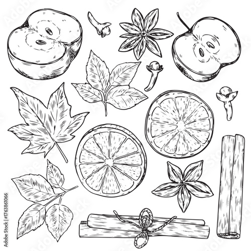 Set of hand drawn festive seasonal dried fruit and floral outline drawing illustration