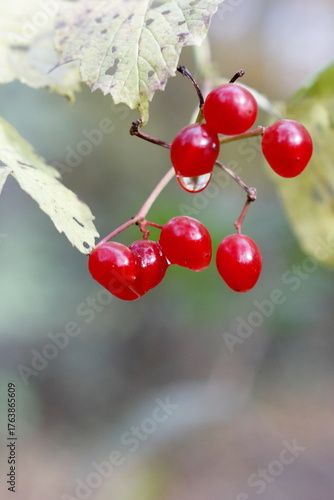 Krople wody na rożlinach w parku kampinoskim