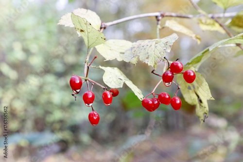 Krople wody na rożlinach w parku kampinoskim