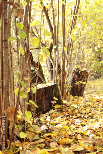 Konar przy leśnym szlaku w parku
