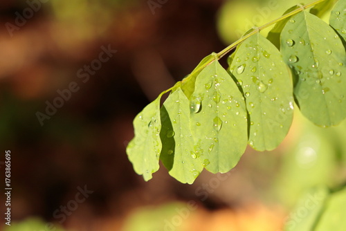 Krople wody na rożlinach w parku kampinoskim