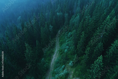 Forest trail cuts through thick trees, showcasing vibrant green forest and calm vibe. Great for outdoor and nature themes.
