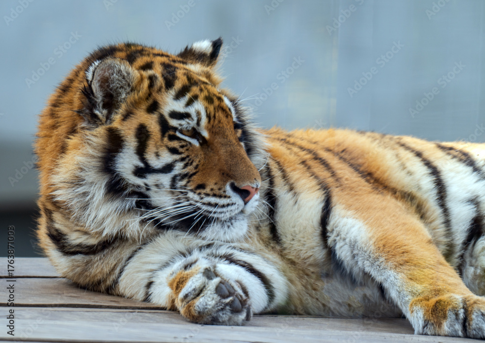 Naklejka premium A close-up photo of a tiger