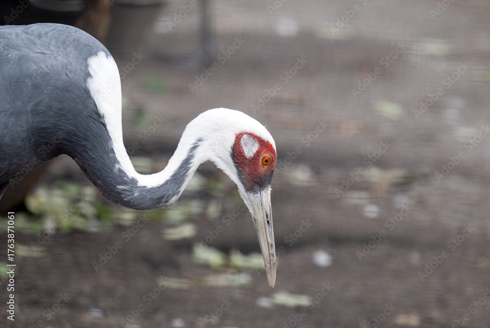 Obraz premium A close-up photo of a heron