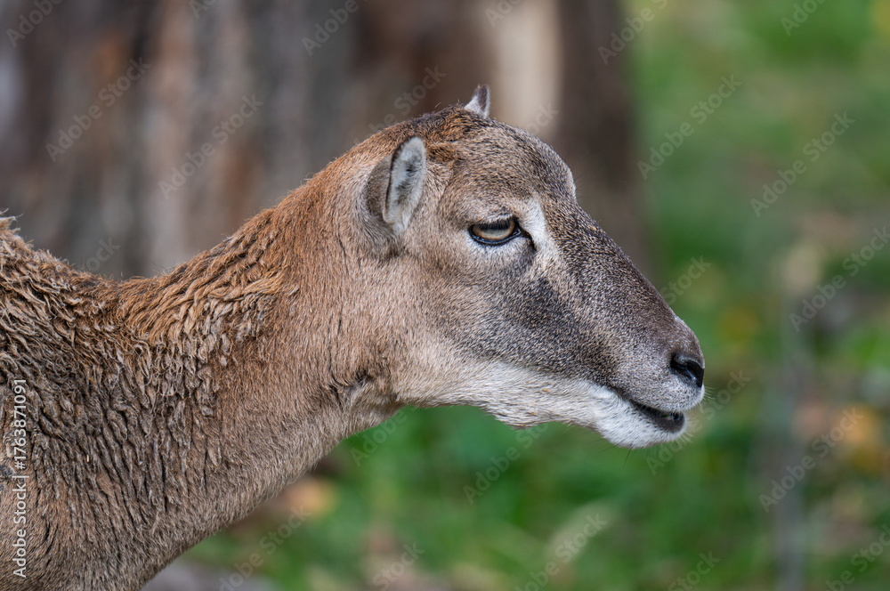 Obraz premium antelope in a park