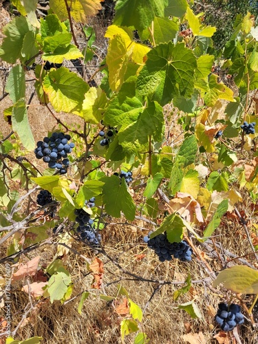 Grapes in the vineyard in Pinhao, Portugal. 